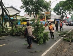 DLH Cianjur Pangkas Pohon Rawan Tumbang di Jalur Arteri