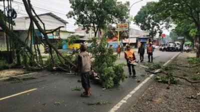 DLH Cianjur Pangkas Pohon Rawan Tumbang di Jalur Strategis