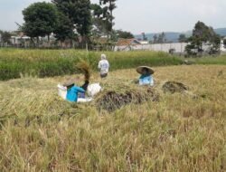 Lahan Sawah di Cianjur Menyusut Ratusan Hektare Kurun Waktu 2017-2025