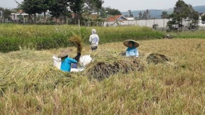 ILUSTRASI PANEN PADI: Kurun waktu 2017-2025 Jumlah Lahan Sawah di Cianjur mengalami penyusutan hingga 720 hektare akibat alih fungsi lahan. (Cianjur Ekspres/Dede Sandi Mulyadi)