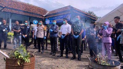 Pemusnahan Tanaman Katinon