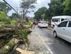 Hujan Lebat Disertai Angin Kencang Picu Pohon Tumbang di Jalan Raya Ciloto Puncak