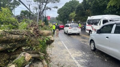 Hujan Lebat Disertai Angin Kencang Picu Pohon Tumbang di Jalan Raya Ciloto Puncak