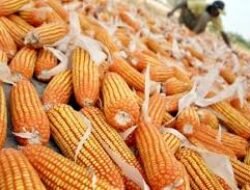 Harga Jagung dan Bahan Pangan Lain Hari Ini Jagung Manis Rp 11 Ribuan per Kg