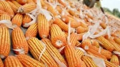 Harga Jagung dan Bahan Pangan Lain Hari Ini Jagung Manis Rp 11 Ribuan per Kg