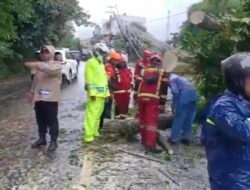Satlantas Polres Cianjur Imbau Pengguna Kendaraan Waspadai Pohon Tumbang di Jalur Puncak