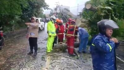 POHON TUMBANG: Satlantas Polres Cianjur meminta pengguna kendaraan yang melintasi Jalan Raya Puncak untuk mewaspadai potensi bahaya pohon tumbang.