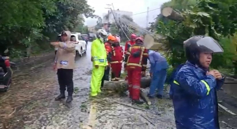 POHON TUMBANG: Satlantas Polres Cianjur meminta pengguna kendaraan yang melintasi Jalan Raya Puncak untuk mewaspadai potensi bahaya pohon tumbang.