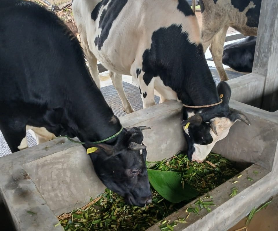 Sapi perah