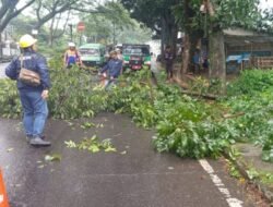 DLH Cianjur Antisipasi Pohon Tumbang di Sejumlah Ruas Jalan