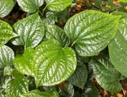 Ramuan Obat Herbal untuk Diabetes yang Banyak Digunakan Secara Tradisional