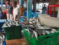 Daftar Harga Ikan Hari Ini, Bandeng hingga Udang Terpantau Stabil