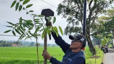 Dinas Lingkungan Hidup (DLH) Kabupaten Cianjur mencatat selama Januari 2026 telah menanam ratusan pohon pada Kanan Kiri Jalan (Kakija) di sejumlah ruas jalan arteri.