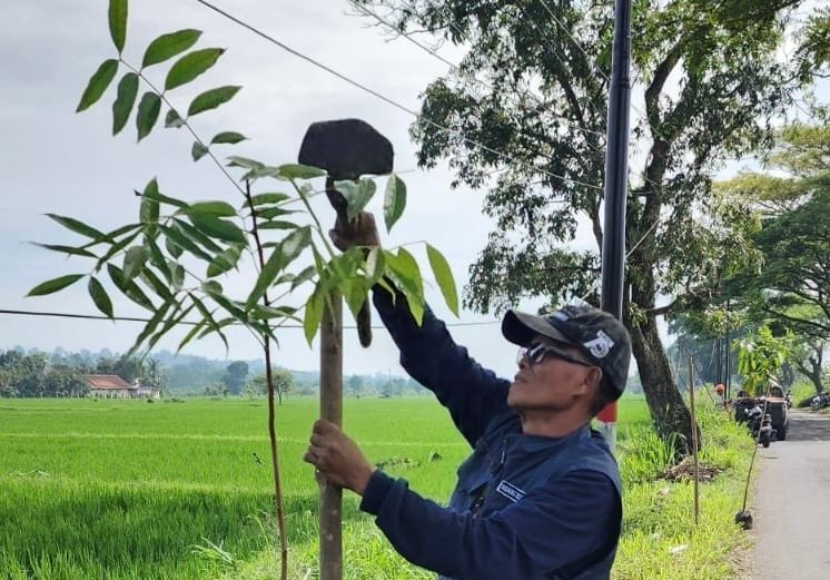 Dinas Lingkungan Hidup (DLH) Kabupaten Cianjur mencatat selama Januari 2026 telah menanam ratusan pohon pada Kanan Kiri Jalan (Kakija) di sejumlah ruas jalan arteri.