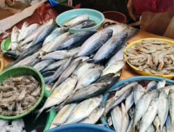 Harga Ikan di Jawa Barat Februari 2026, Teri Medan hingga Udang