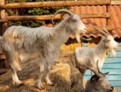 Harga Kambing dan Domba Jelang Bulan Puasa 2026, Ini Daftar Terbarunya