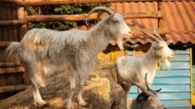 Harga Kambing dan Domba Jelang Bulan Puasa 2026, Ini Daftar Terbarunya