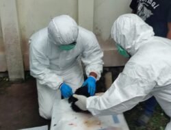 Anjing Penyerang Bocah di Campaka Negatif Rabies, Kesehatan Korban Terus Dipantau