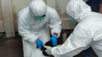 Anjing Penyerang Bocah di Campaka Negatif Rabies, Kesehatan Korban Terus Dipantau