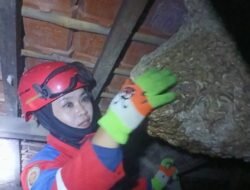 Ini Sosok Nurjanah Tim Rescue Damkar Cianjur yang Evakuasi Sarang Tawon Vespa