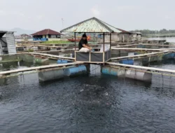 Produksi Ikan di Cianjur 2025 Capai 129 Ribu Ton, Tertinggi Ikan Mas