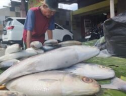 Harga Ikan Hari Ini 12 Maret 2026 Jelang Lebaran, Teri Medan Tembus Rp100 Ribu per Kg