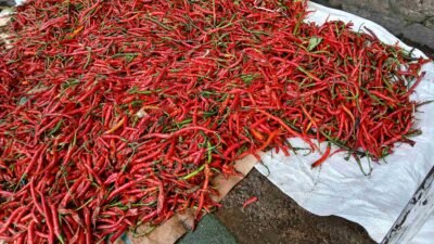 Update Harga Bahan Pokok Hari Ini, Bawang hingga Cabai Masih Stabil, Ini Rinciannya