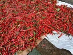 Harga Cabai dan Bahan Pokok Hari Ini 1 Maret 2026, Simak Daftar Terbarunya