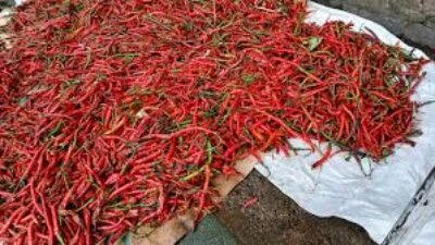Harga Cabai dan Bahan Pokok Hari Ini 1 Maret 2026, Simak Daftar Terbarunya