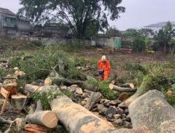 Hujan Deras dan Angin Kencang Buat Pohon Beringin Tumbang di Pamoyanan Cianjur