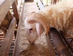 Panduan Lengkap Kambing Kurban, Syarat, Ketentuan, dan Hikmahnya