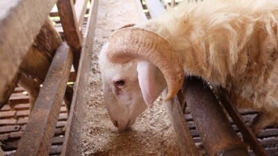 Panduan Lengkap Kambing Kurban, Syarat, Ketentuan, dan Hikmahnya