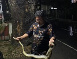 Usai Banjir, Ular Sanca-Biawak Muncul di Permukiman Warga di Cibeber