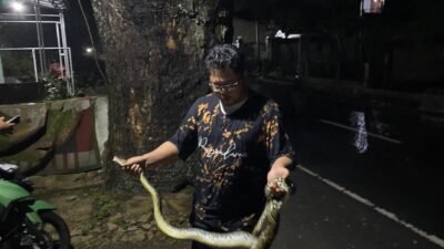 Usai Banjir, Ular Sanca-Biawak Muncul di Permukiman Warga di Cibeber