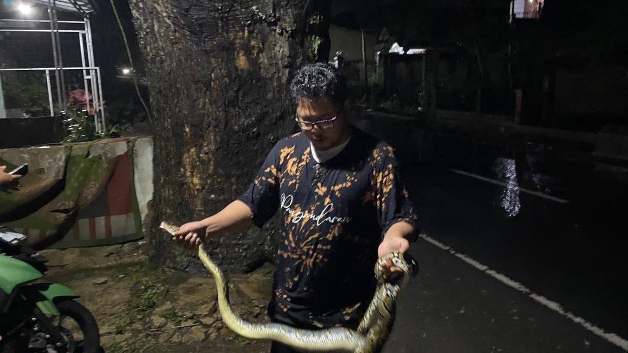Usai Banjir, Ular Sanca-Biawak Muncul di Permukiman Warga di Cibeber