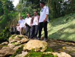 Kebun Raya Cibodas Revitalisasi Taman Lumut Terbesar di Indonesia