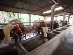 Baznas Jabar Distribusikan Hewan Kurban untuk Menguatkan Kepedulian dan Kebahagiaan Masyarakat
