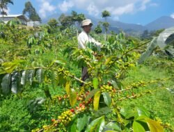 Manfaatkan Lahan Pegunungan, Petani Pacet Sukses Budidaya Kopi Arabika