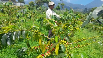 Manfaatkan Lahan Pegunungan, Petani Pacet Sukses Budidaya Kopi Arabika