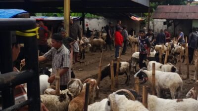 Pasar Hewan Cianjur Ramai Pembeli Jelang Iduladha, Harga Masih Stabil