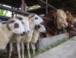 Update Harga Domba Terbaru 11 Mei 2026, Domba Jantan Dewasa Tembus Rp3,85 Juta Jelang Idul Adha
