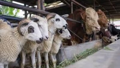 Update Harga Domba Terbaru 11 Mei 2026, Domba Jantan Dewasa Tembus Rp3,85 Juta Jelang Idul Adha