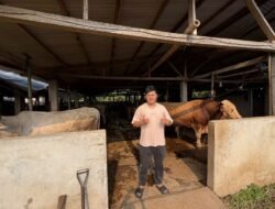 Penjualan Hewan Kurban di Cianjur Mulai Naik Jelang Idul Adha 2026