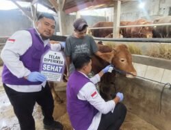 DPKHP Kerahkan Puluhan Petugas Periksa Kelayakan Daging Kurban