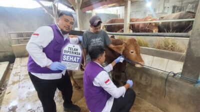 DPKHP Kerahkan Puluhan Petugas Periksa Kelayakan Daging Kurban