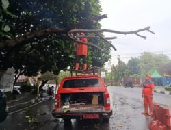 Angin Kencang Sebabkan Pohon Tumbang di Jalan Arif Rahman Hakim Cianjur