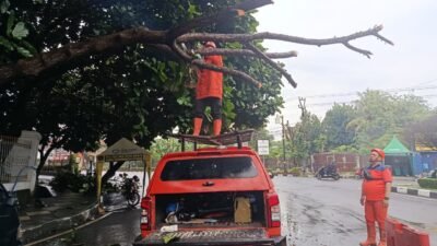 Angin Kencang Sebabkan Pohon Tumbang di Jalan Arif Rahman Hakim Cianjur
