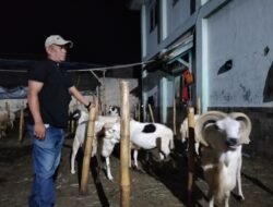 Jelang Iduladha, Penjualan Domba di Pasar Hewan Cikaret Tembus 50 Ekor per Hari