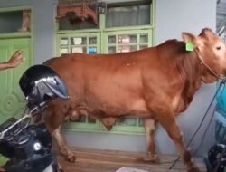 Sapi Kurban Mengamuk dan Terobos Rumah Warga di Pabuaran Cianjur