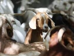Daftar Harga Kambing dan Sapi Idul Adha 2026, Mulai Rp2 Jutaan